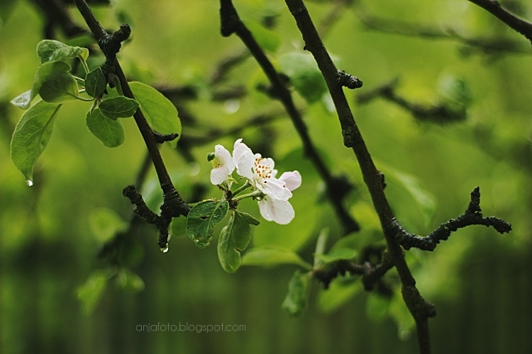 fotografia przyrodnicza, wiosna, kwiaty, wiosenne, kwitnąca jabłoń, bokeh, bokeh photography