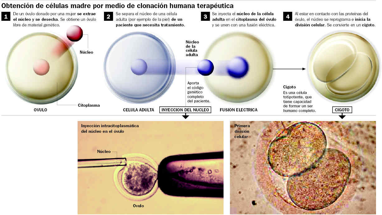 Inplantacion del ovulo