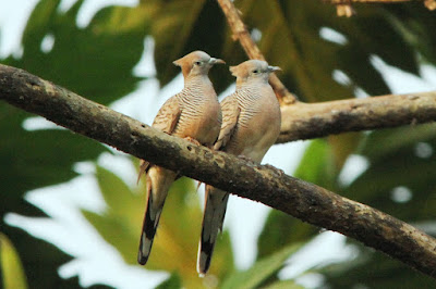 Pengetahuan Tentang Burung Perkutut Pengetahuan Tentang Burung Perkutut