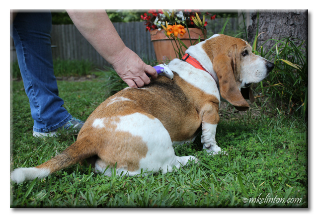 Bentley Basset Hound loves being brushed with the new Eazee Deshedding Tool.