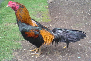 Ayam Jago Galak Sejagad Platechno News Sebenarnya Dis Mblih Oleh