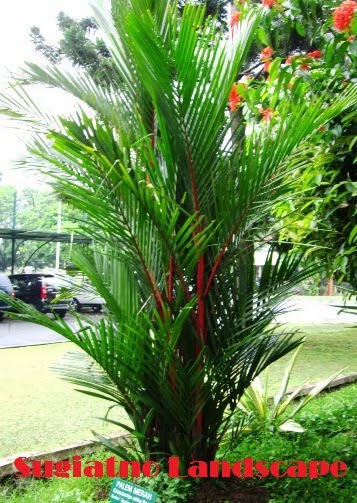 PALEM-MERAH
