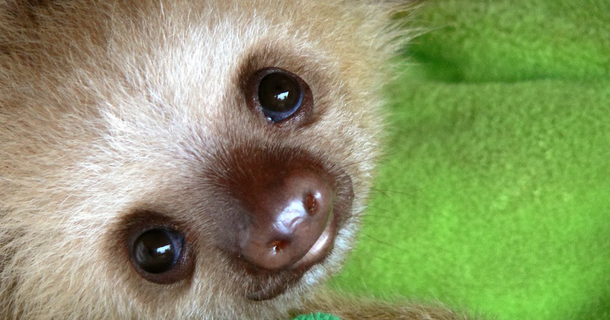 Sloths Our Voice In English it-s-official-three-toed-sloths-are-the-slowest-mammals-on-earth