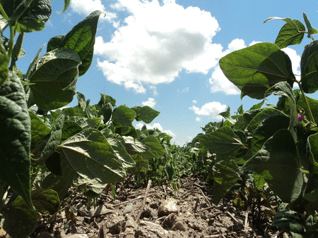 FONDO PARA EL DESARROLLO AGRARIO SOCIALISTA: En la hacienda Urimiquire nace  un nuevo modelo de desarrollo agrario