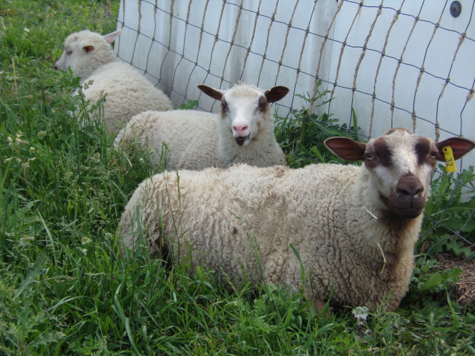 DLS Shetlands: June 2015