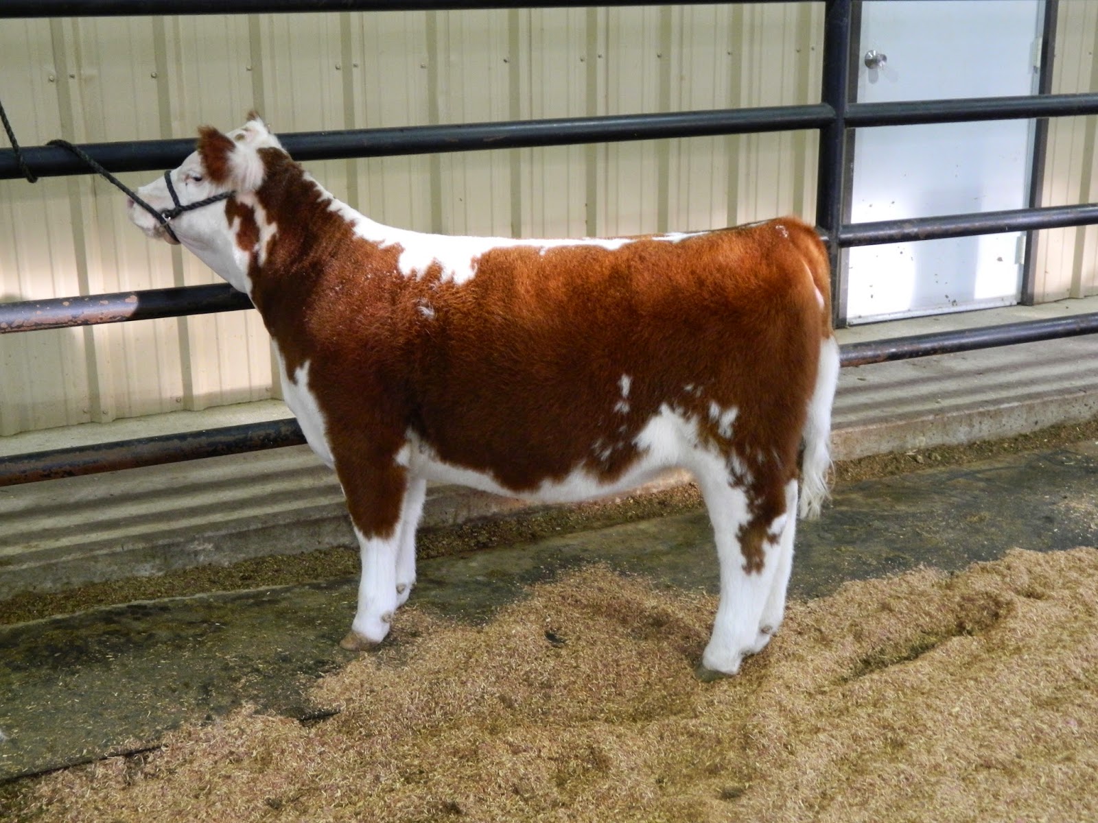 Austin Cattle Company First ever Maverick Ranches and Austin Cattle co