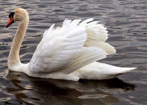 Indian birds - Mute swan - Cygnus olor