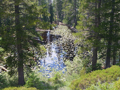 Lily pond near four-way intersection
