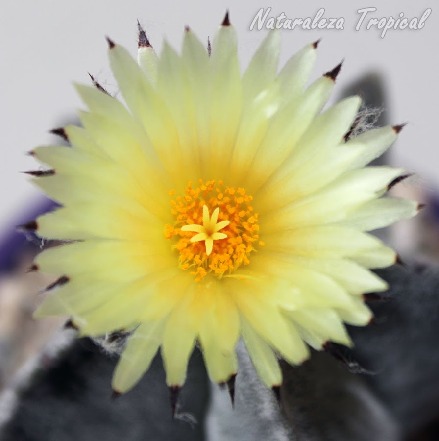 Vista superior de la flor del cactus Bonete de Obispo, Astrophytum myriostigma