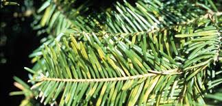 yellow fir needles noble expert ask