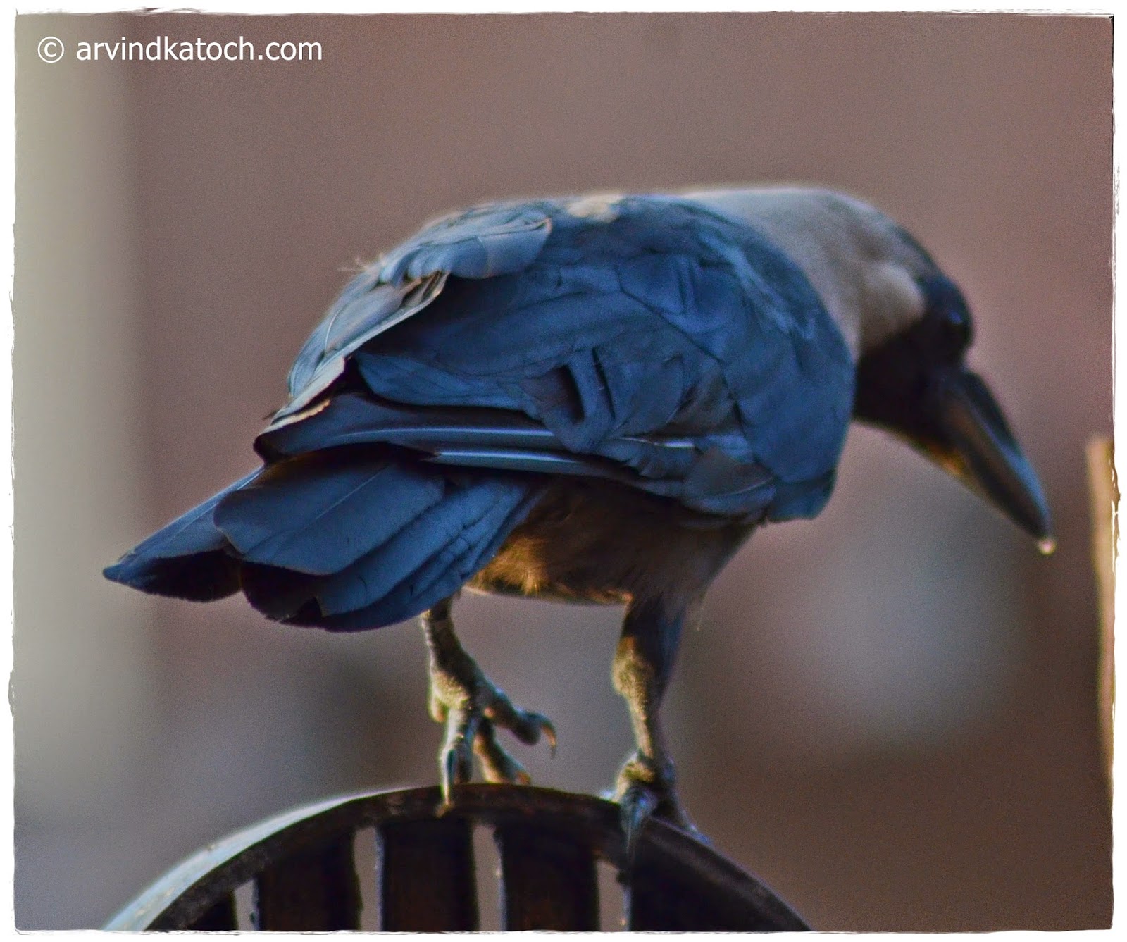 Tail of Indian Crow Crow, Crow Tail,