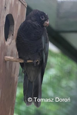 Black parrot