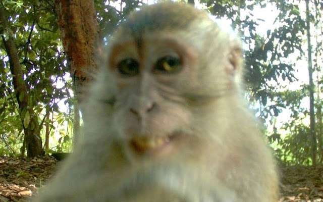 Monkey discovers hidden camera in Borneo, monkey smiling to hidden camera, funny monkey