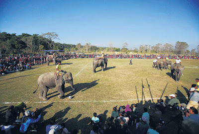 Gajah bermain bola sepak