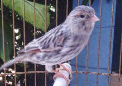Burung Kenari / Canary Bird