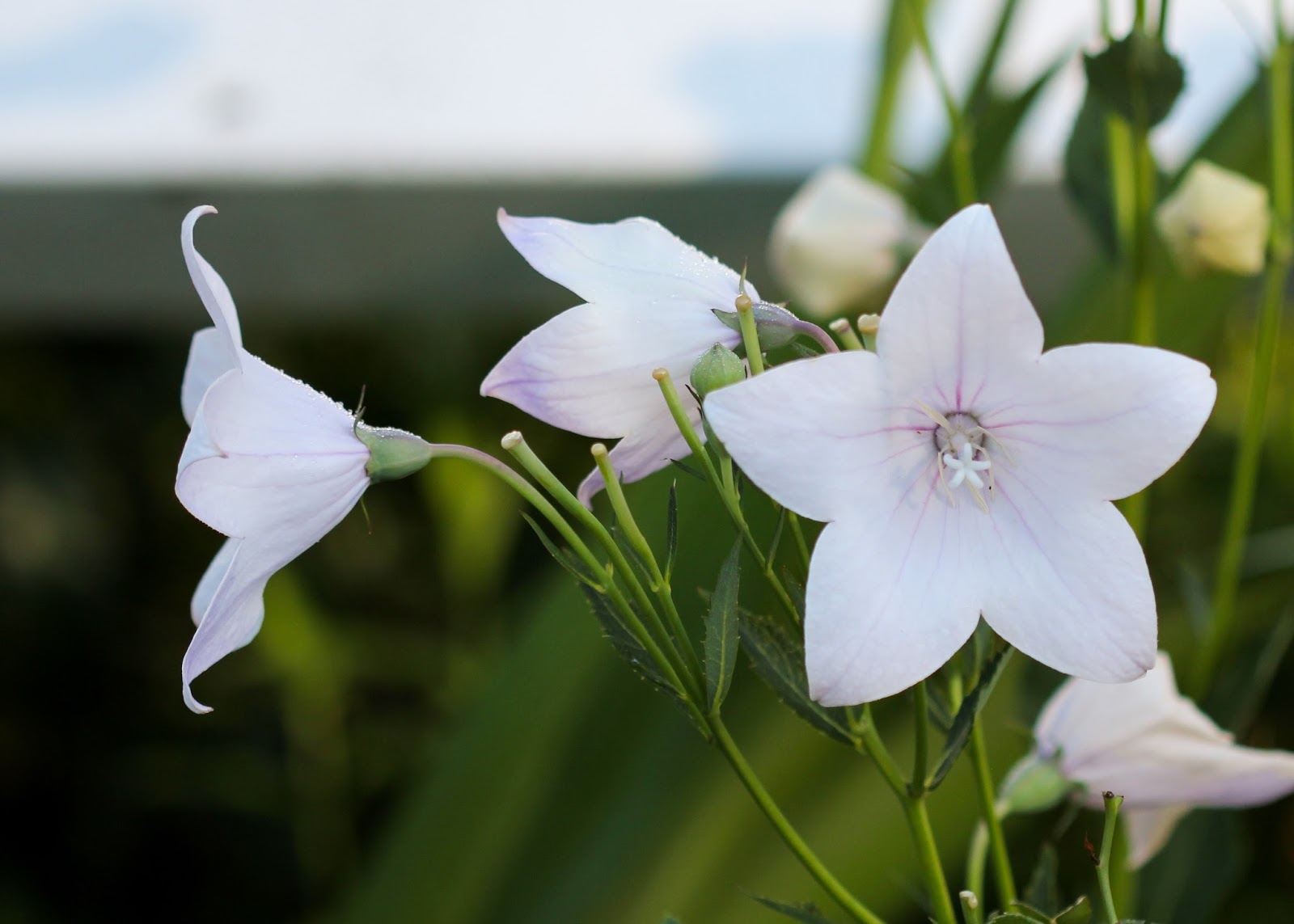 Red House Garden: The Mid-Summer Garden