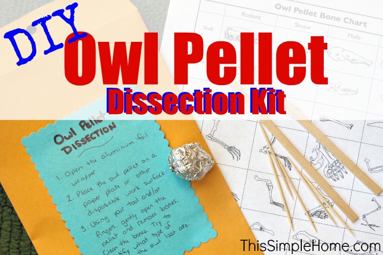 Homemade Owl Pellet Dissection Kit This Simple Home