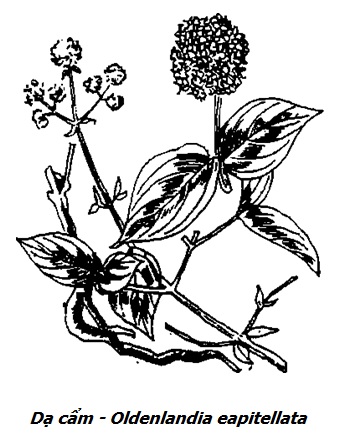 Hình vẽ cây Dạ cẩm - Oldenlandia eapitellata - Nguyên liệu làm thuốc Chữa Đau Dạ Dày