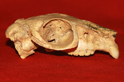 craneo de Paedotherium