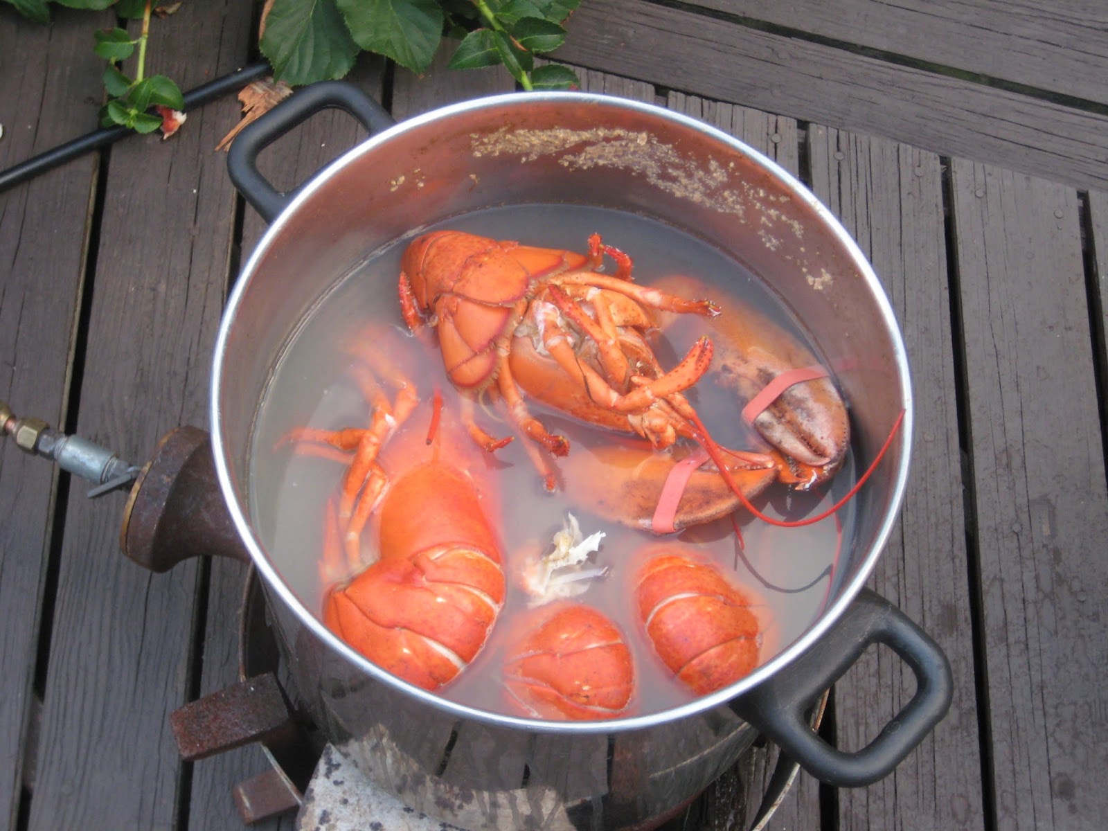 cracking the code your guide to cooking lobster fishvish cracking the code your guide to cooking lobster fishvish
