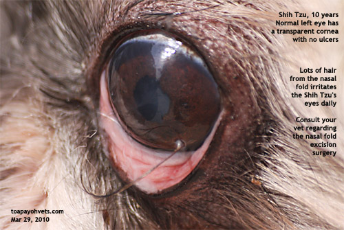 Eye Ulcer In Dogs Uk Eye Ulcer In Dogs Uk