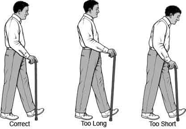 Как правильно подобрать трость. Ходьба с четырехопорной тростью. Трость для ходьбы. Правильная высота трости для ходьбы. Подобрать трость по высоте.