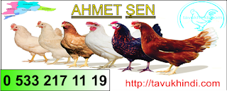 çatalca yumurta tavuğu,yumurtalık tavuk,yumurtalık yarka,civciv,organik civciv çatalca yarka tavuk hindi satışı