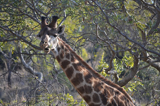 Giraffe eating at Mabula Game Reserve