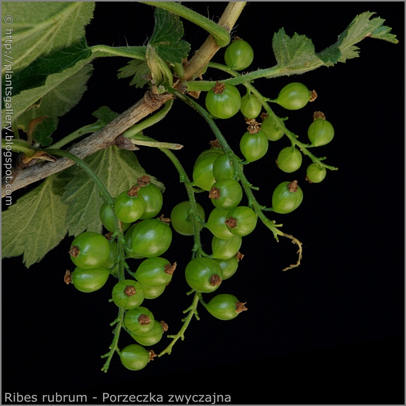 Ribes rubrum young fruits - Porzeczka zwyczajna młode owoce