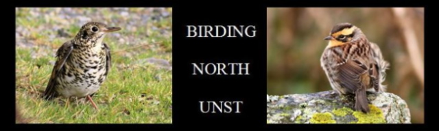 Birding North Unst