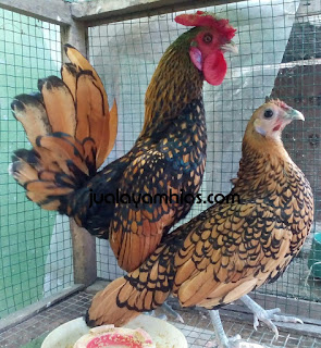 Galeri Foto Ayam Batik Kanada Cokelat Gold Terbaru 9 Galeri Foto Ayam Batik Kanada Cokelat Gold Terbaru Jual Ayam Hias Ayam Batik Kanada Cokelat Gold Dewasa