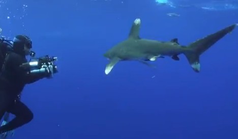 oceanic tip sharks attack marlin raw power small fishing international shark