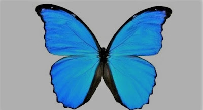 butterfly%2B2.jpg