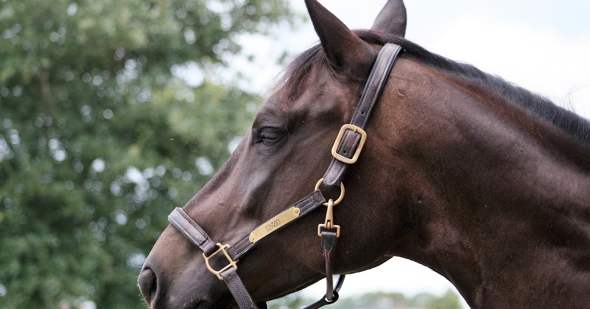 How to Train a nervous horse The Rider's Reins