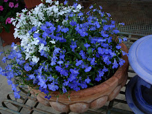 Blue and White Lobelia - annual