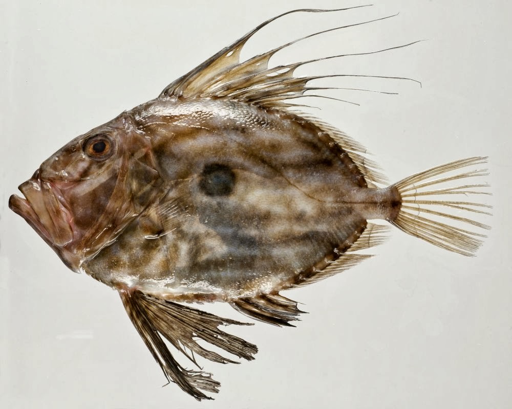 John fish harvard. джон фиш австралиец. John fish. рыбка джонии. солнечник рыба.