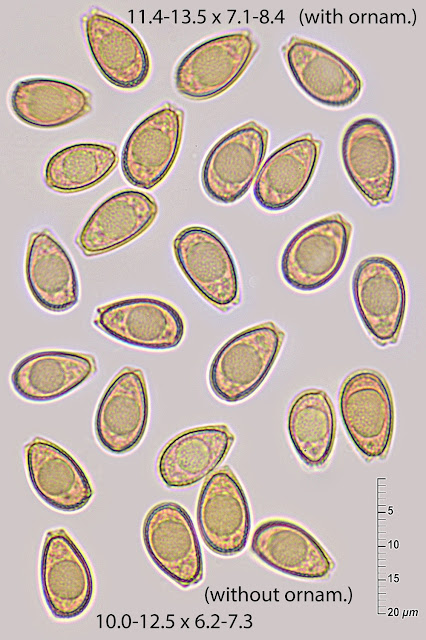 Ganoderma resinaceum