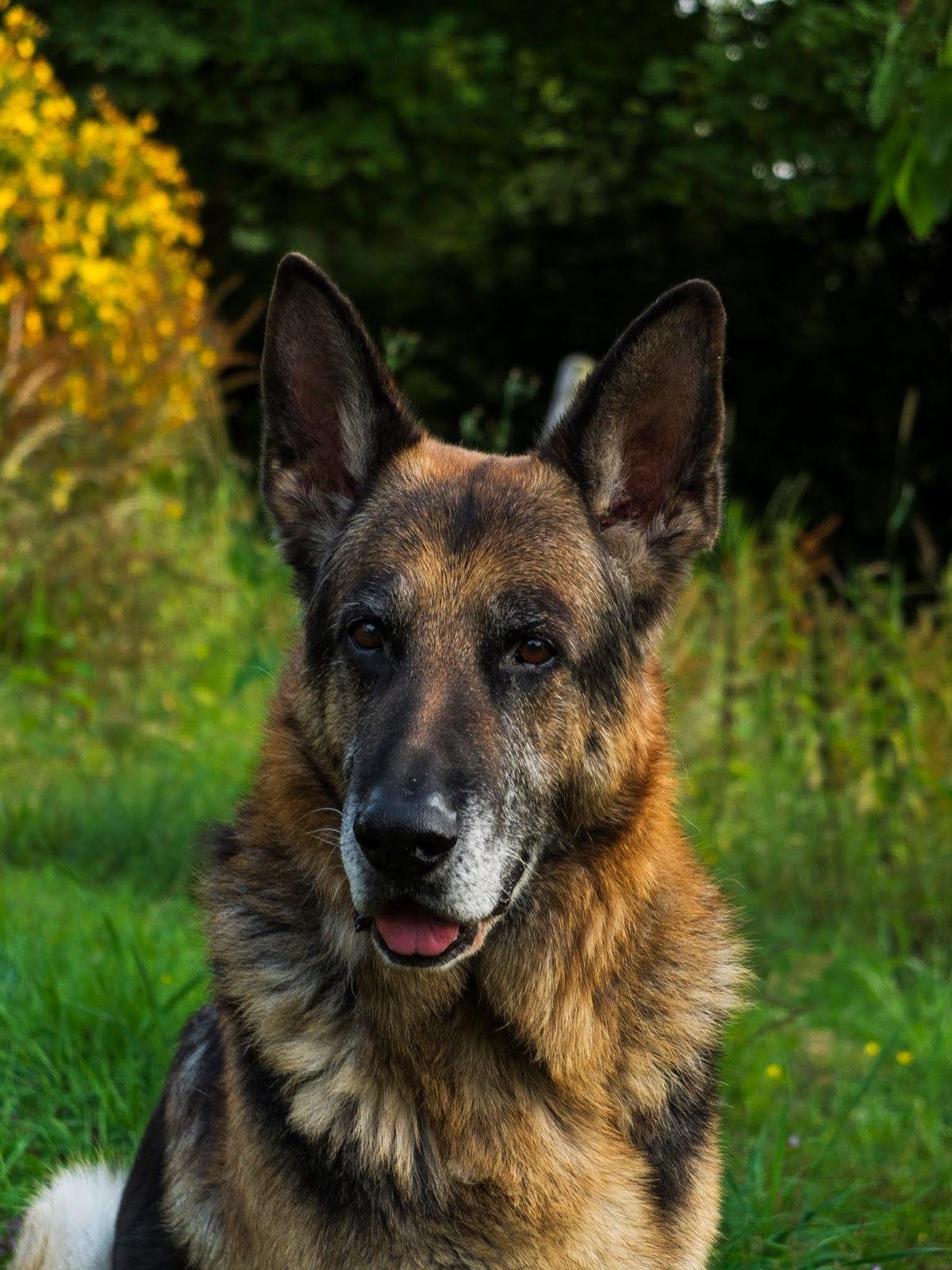 A portrait of a German Shepherd Steve looking at something to the left of the camera.