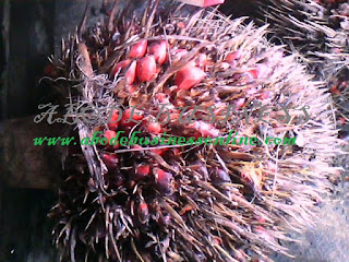 Palm fruit Palm fruit
