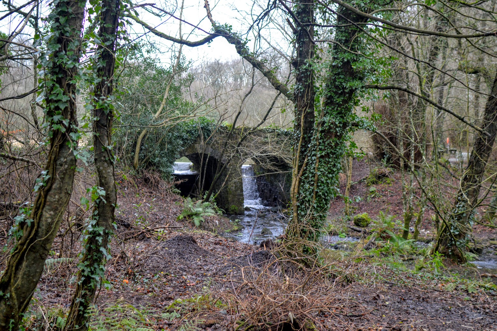 , A Winter Walk through Withybush Woods Pembrokeshire