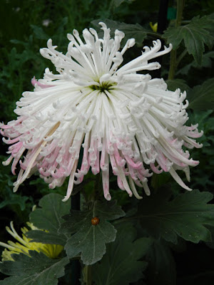 White spider mums at Allan Gardens Conservatory 2015 Chrysanthemum Show by garden muses-not another Toronto gardening blog White spider mums at Allan Gardens Conservatory 2015 Chrysanthemum Show by garden muses-not another Toronto gardening blog