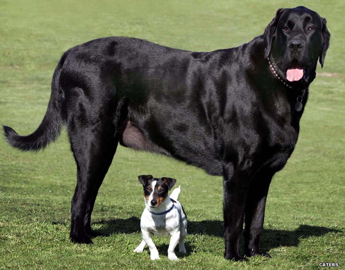 Amazing New International Latest Technologies Worldwide Pictures: Amazing Worldwide Big Dogs