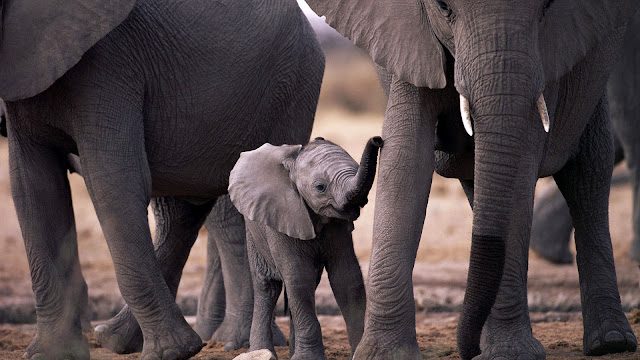 HD animal wallpaper with a baby elephant in between a group of elephants maybe family