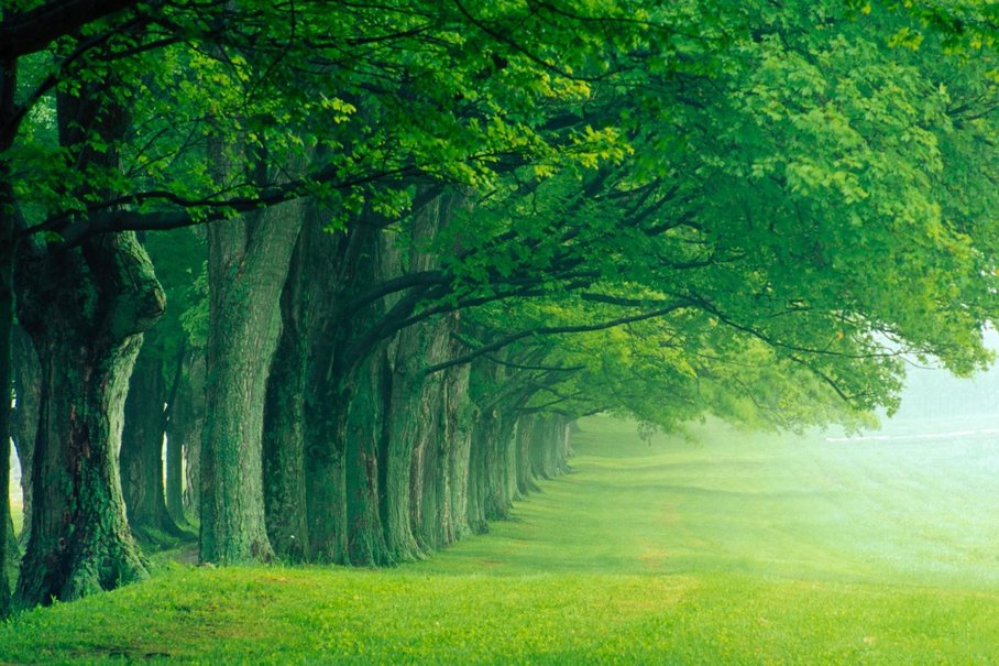 Green Trees Hd (High Definition) wallpapers ~ Amazing World Gallery