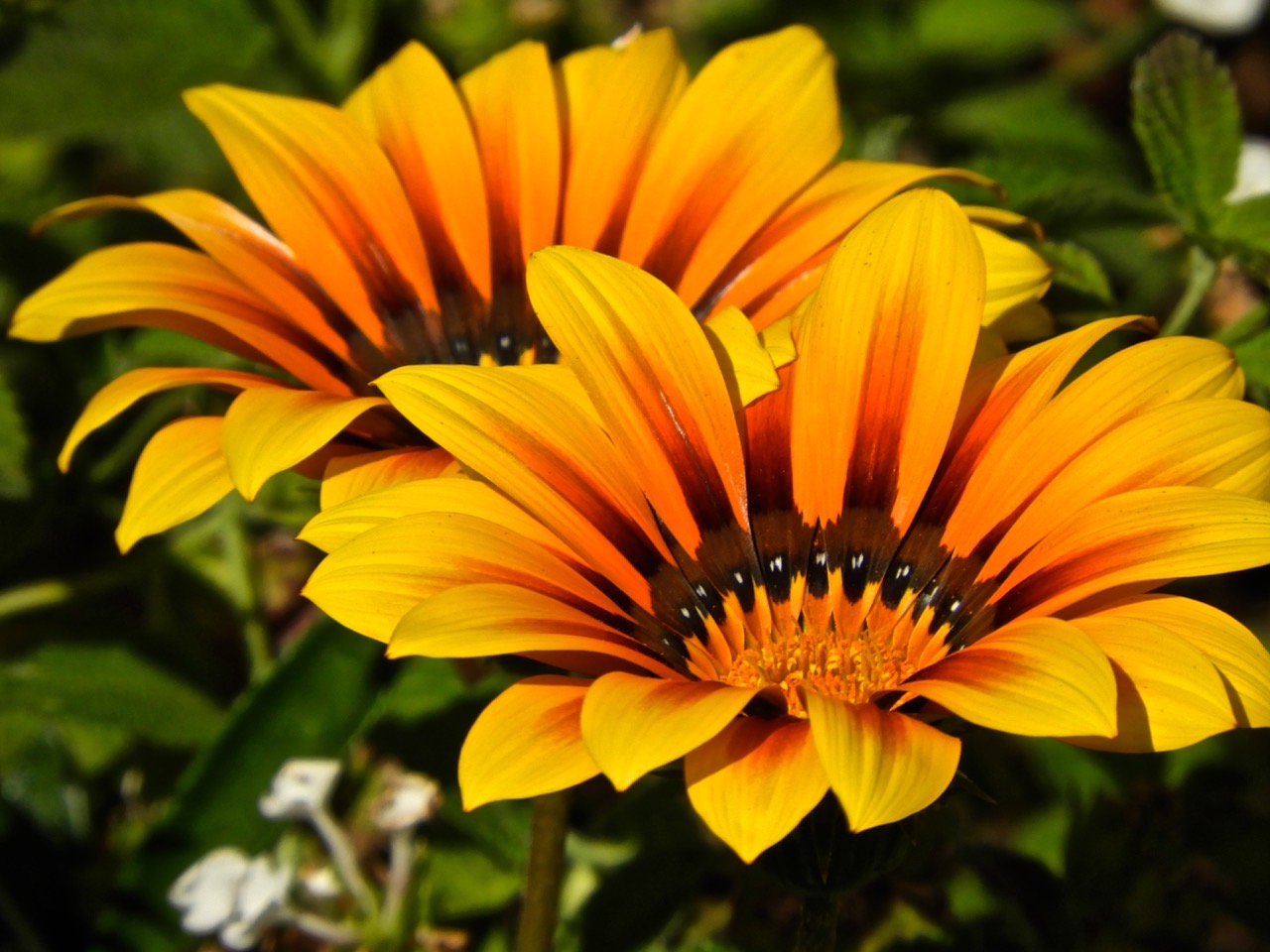 may flower desktop wallpaper daily photo flowers may flower desktop wallpaper daily photo flowers