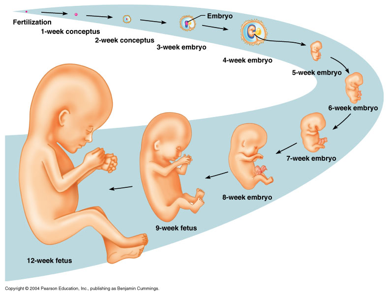 Fertilisasi dan Proses Perkembangan Embrio  Pada Manusia 
