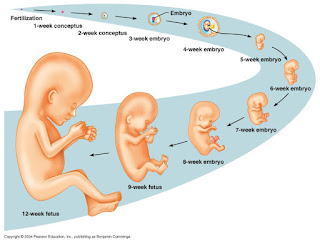 Fase perkembangan embrio pada manusia