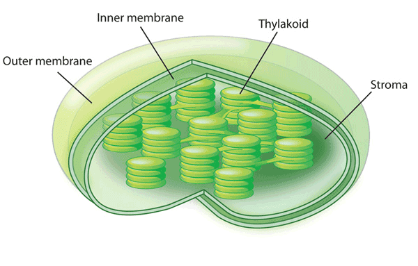 Site Nature Com Cytoskeleton Site Nature Com Cytoskeleton
