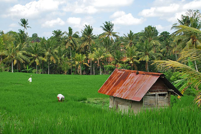 Campo de arroz y cabaña