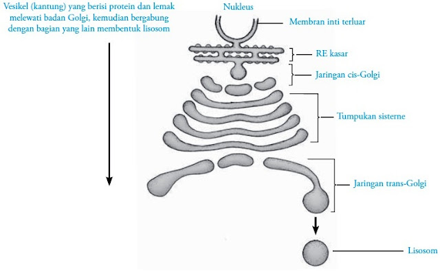 Struktur Sel Eukariotik Gambar Fungsi Organel Panduan